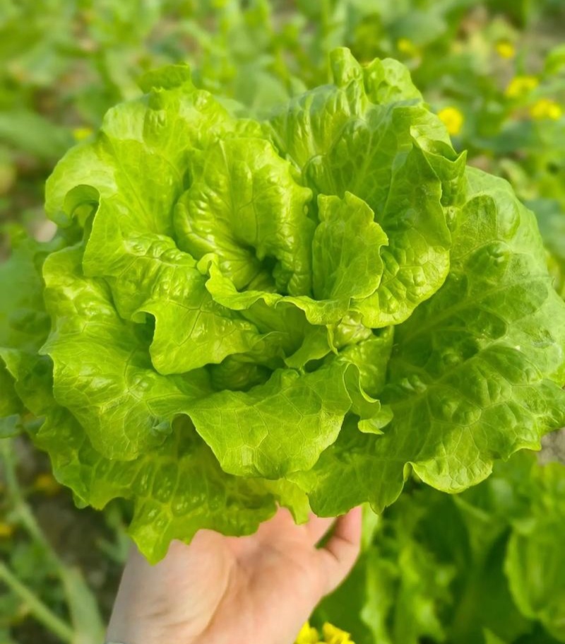 汇蔬耐抽苔生菜种子耐热耐寒全年奶油生菜种籽四季阳台蔬菜种