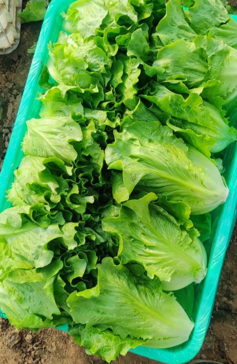 汇蔬耐抽苔生菜种子耐热耐寒全年奶油生菜种籽四季阳台蔬菜种