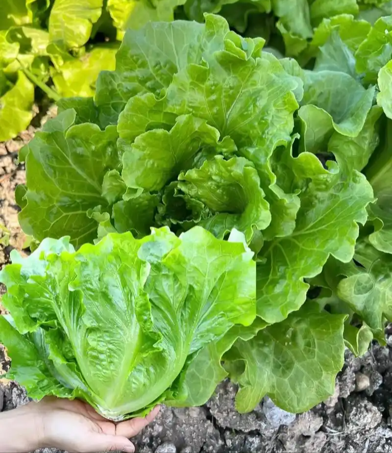 汇蔬耐抽苔生菜种子耐热耐寒全年奶油生菜种籽四季阳台蔬菜种