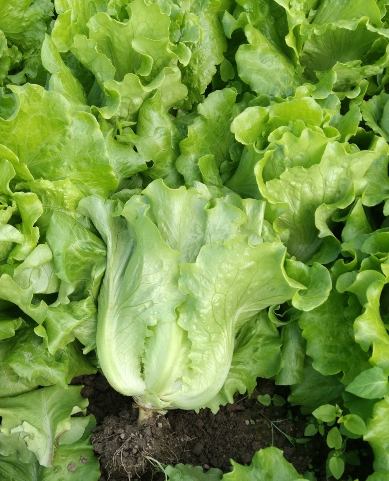 汇蔬耐抽苔生菜种子耐热耐寒全年奶油生菜种籽四季阳台蔬菜种