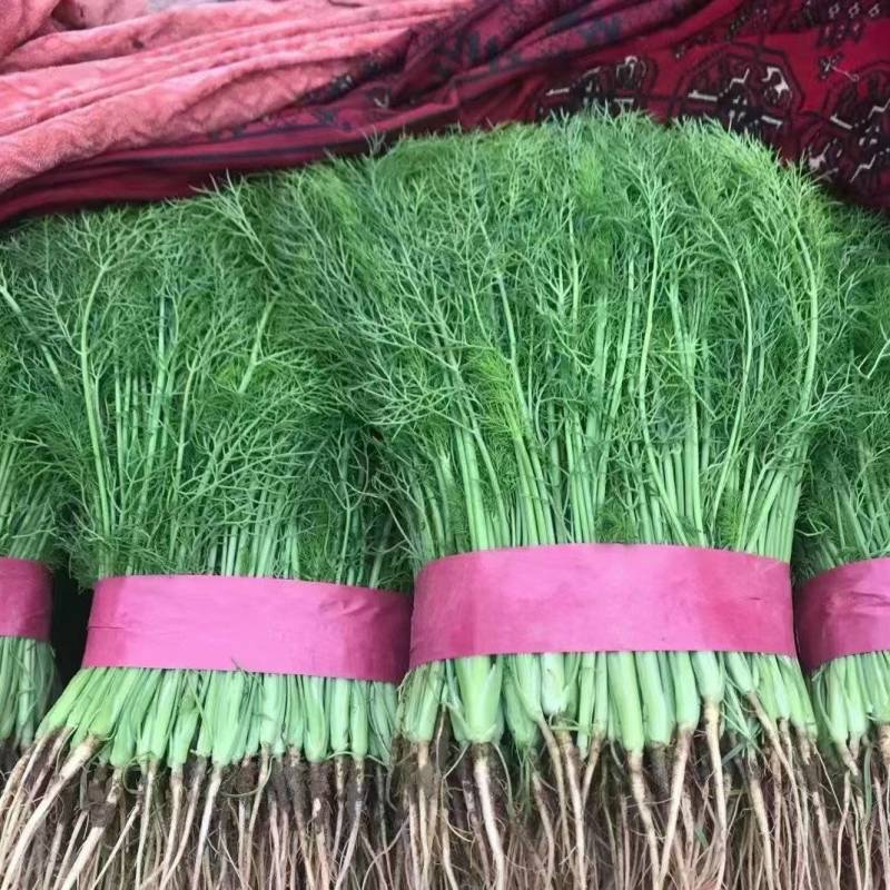 精品扁杆茴香大量供应中，量大质量好，专供各种商超质量三包