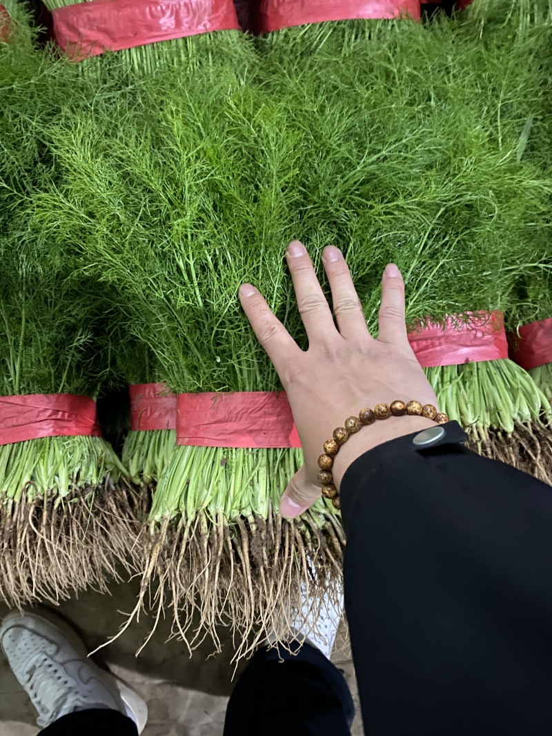 精品扁杆茴香大量供应中，量大质量好，专供各种商超质量三包