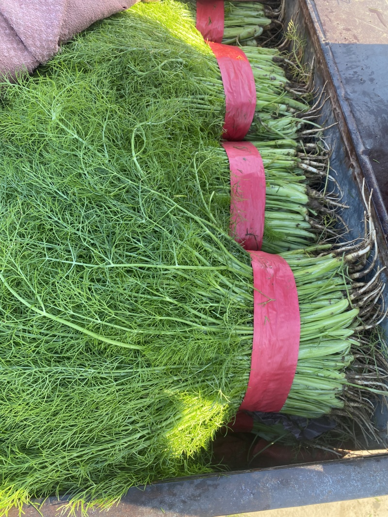 精品扁杆茴香大量供应中，量大质量好，专供各种商超质量三包