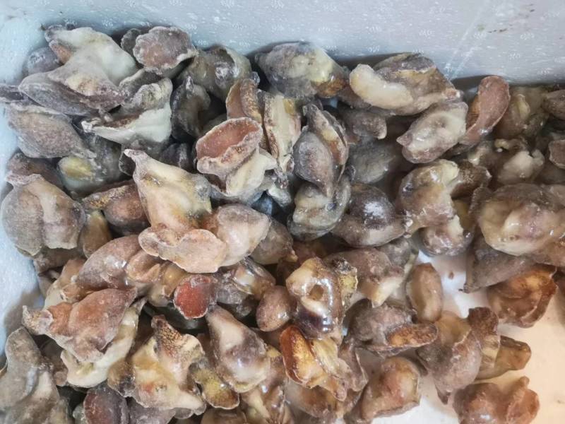 红螺肉，红螺头，海螺肉，海螺头