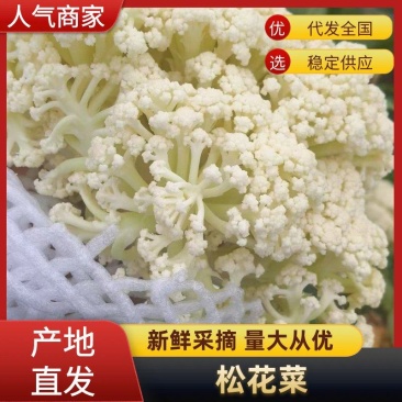兰州散花松花菜，净菜半毛，产地直发，小米粒，现场视频，
