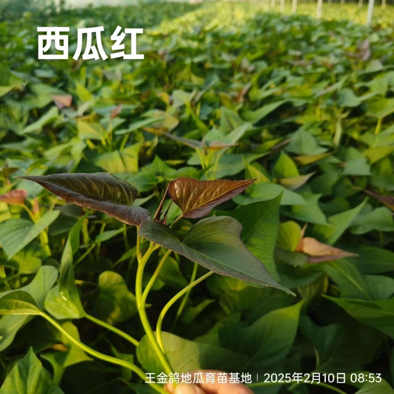 试管扩繁大田西瓜红、成活率高结薯早，品相好，基地直供。