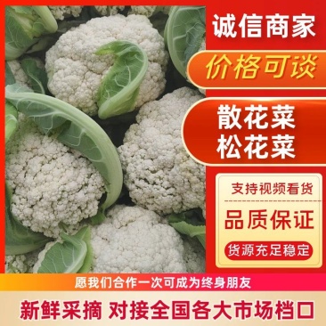 甘肃兰州散花菜，花球洁白，无绒毛，球面平缓，品质鲜嫩，