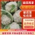 甘肃兰州散花菜，花球洁白，无绒毛，球面平缓，品质鲜嫩，