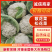 甘肃兰州散花菜，花球洁白，无绒毛，球面平缓，品质鲜嫩，