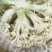 甘肃兰州散花菜，花球洁白，无绒毛，球面平缓，品质鲜嫩，