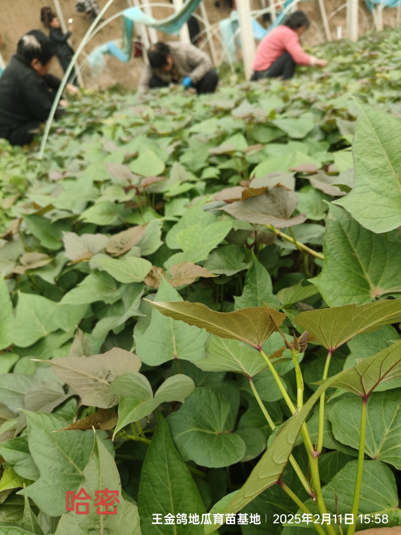 试管扩繁大田西瓜红、成活率高结薯早，品相好，基地直供。