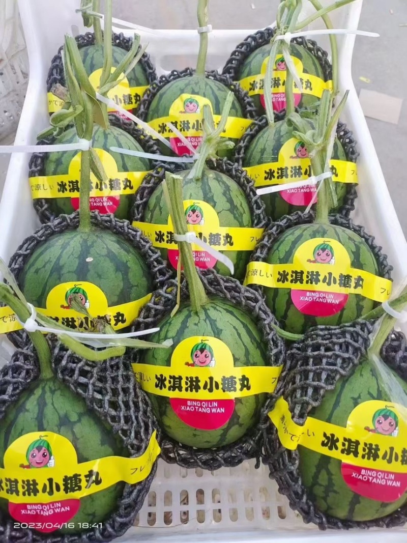 《优质商家》小糖丸小西瓜产地直发各大市场、商超、赶集