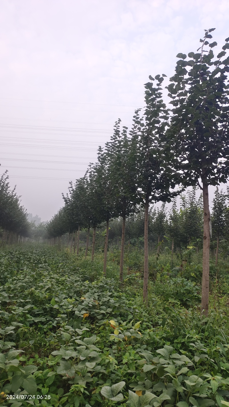 精品欧洲小叶椴