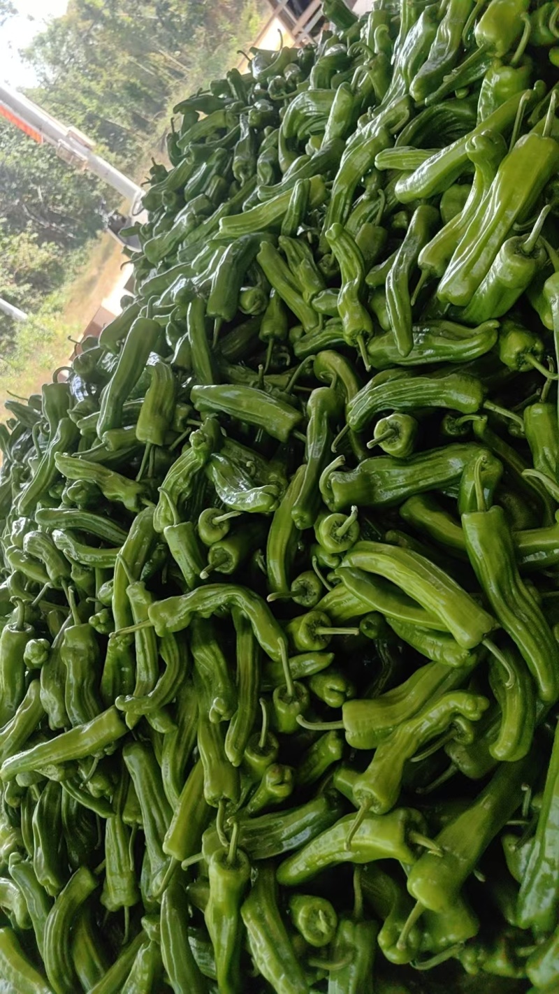 芜湖椒海南基地大量上市质量好，价格便宜，可发市场和电商