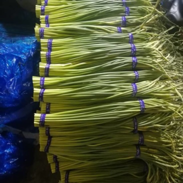 金乡蒜苔价格低质量好，是全国批发商**。