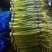 金乡蒜苔价格低质量好，是全国批发商**。
