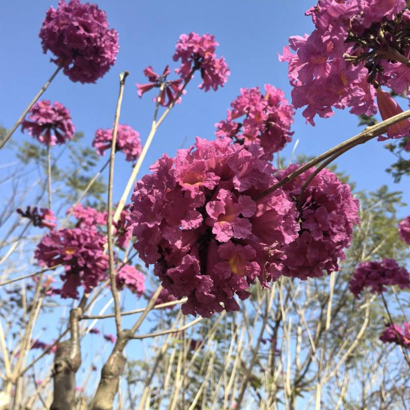 绣球紫花风铃木