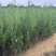 山东侧柏苗批发侧柏小苗低价出售侧柏苗量大优惠