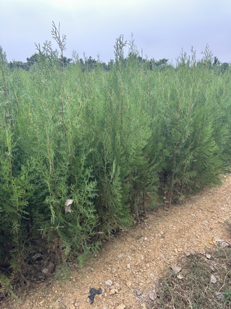 山东侧柏苗批发侧柏小苗低价出售侧柏苗量大优惠