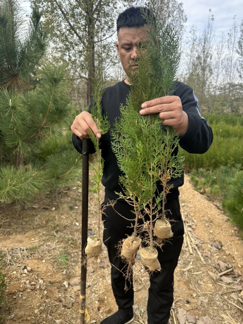 山东侧柏苗批发侧柏小苗低价出售侧柏苗量大优惠