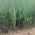 山东侧柏苗批发侧柏小苗低价出售侧柏苗量大优惠