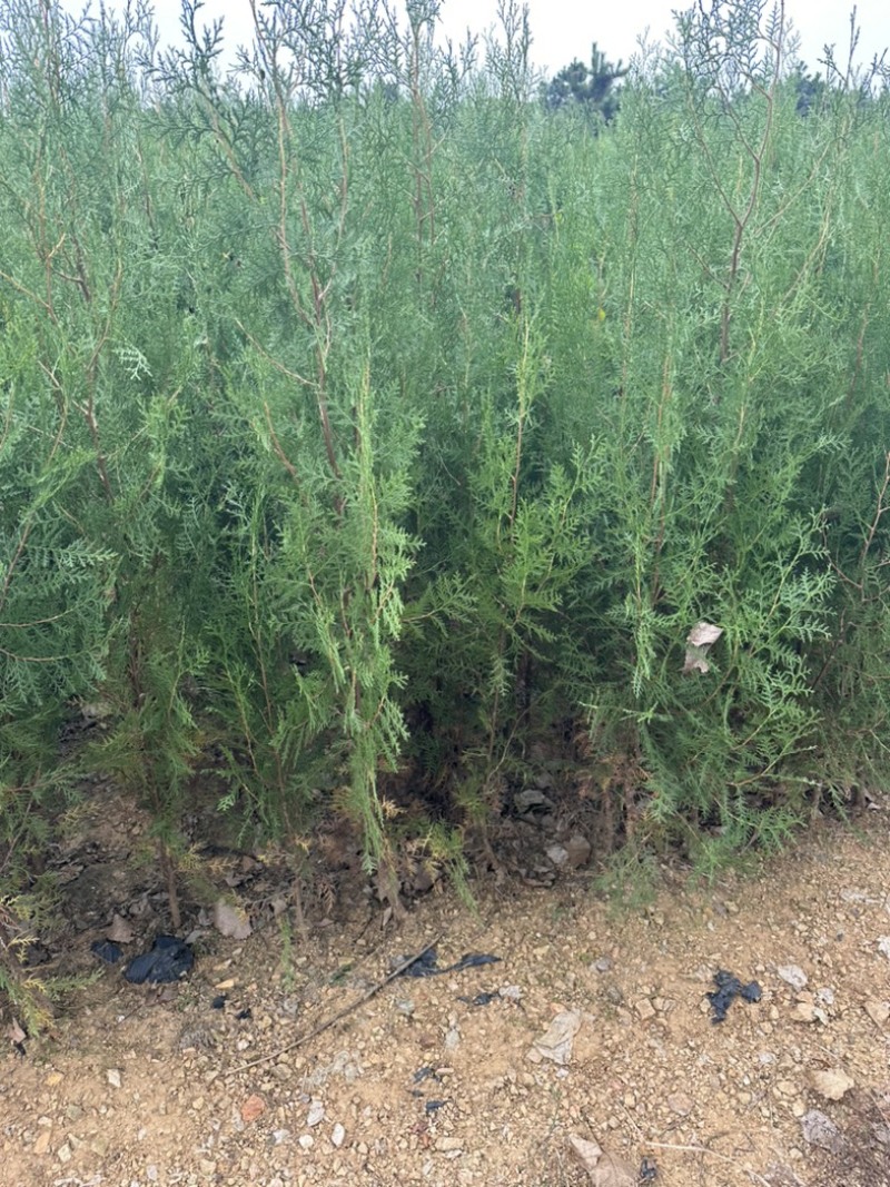 山东侧柏苗批发侧柏小苗低价出售侧柏苗量大优惠