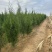 山东侧柏苗批发侧柏小苗低价出售侧柏苗量大优惠