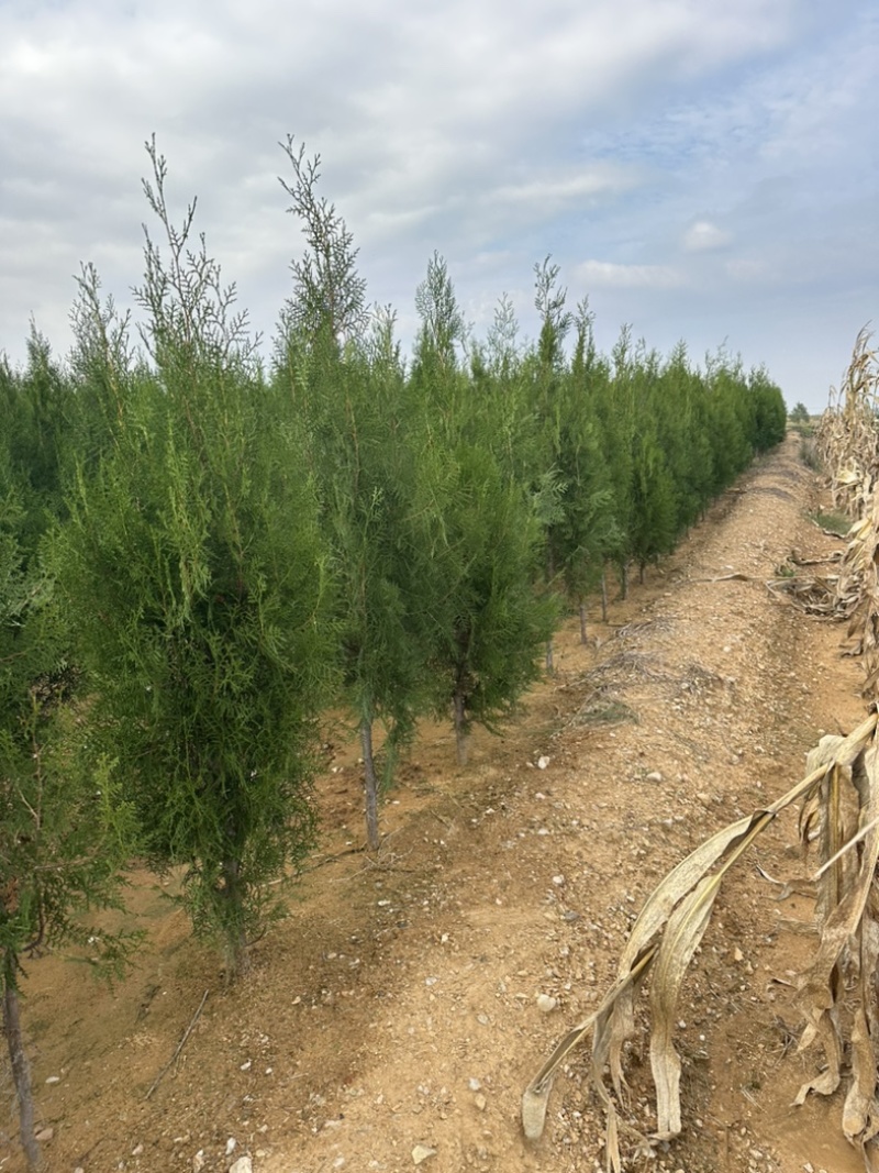 山东侧柏苗批发侧柏小苗低价出售侧柏苗量大优惠