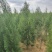 山东侧柏苗批发侧柏小苗低价出售侧柏苗量大优惠
