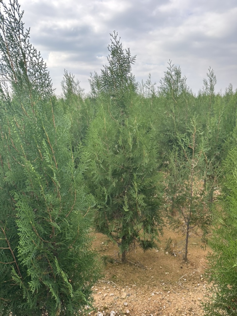 山东侧柏苗批发侧柏小苗低价出售侧柏苗量大优惠