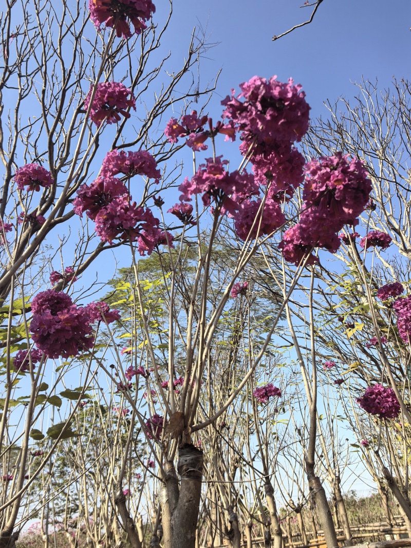 绣球紫花风铃木