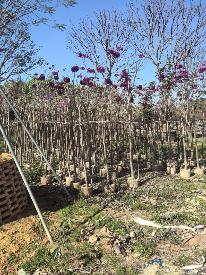 绣球紫花风铃木