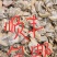 河蚌肉每天现杀生熟都有，500克/包肉脏处理干净可发电商