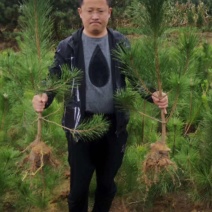 精品油松油松杯苗油松苗木种植基地批发油松
