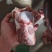 满肉大棒骨