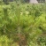 精品油松油松杯苗油松苗木种植基地批发油松
