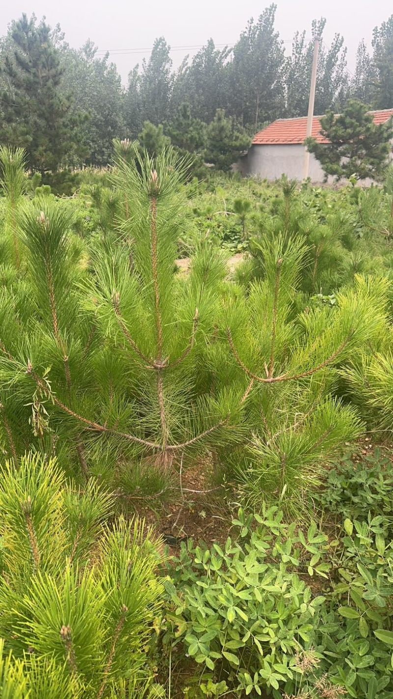 精品油松油松杯苗油松苗木种植基地批发油松