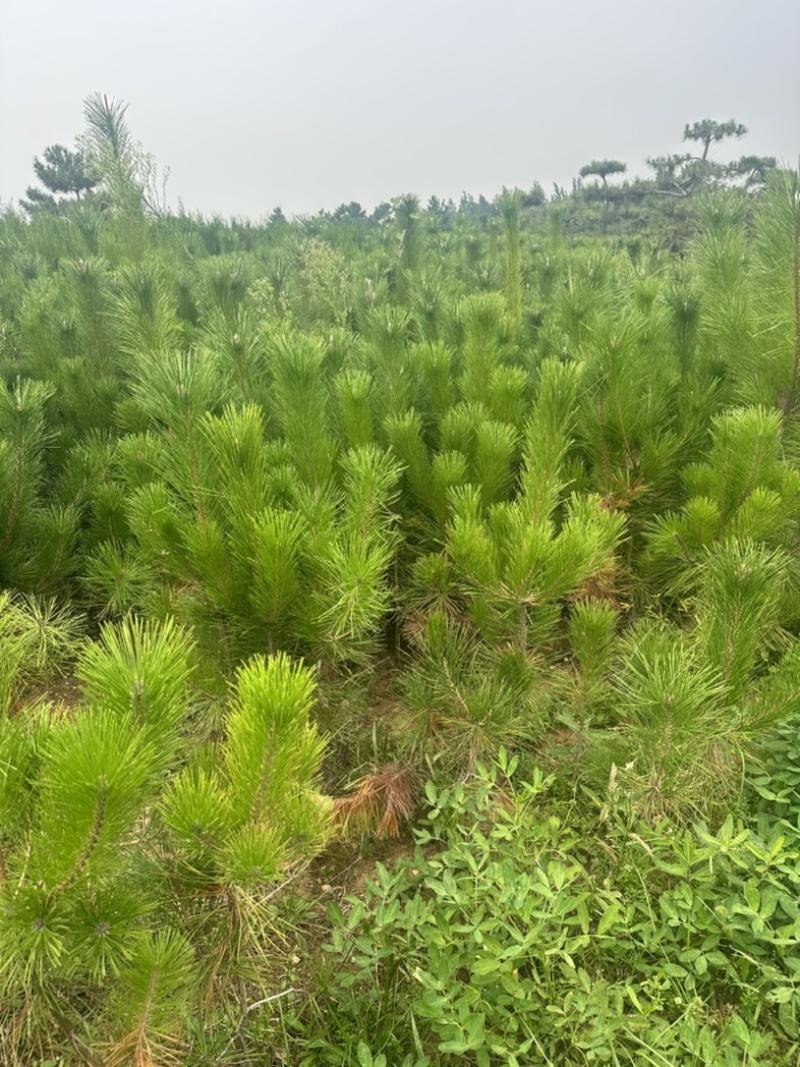 精品油松油松杯苗油松苗木种植基地批发油松
