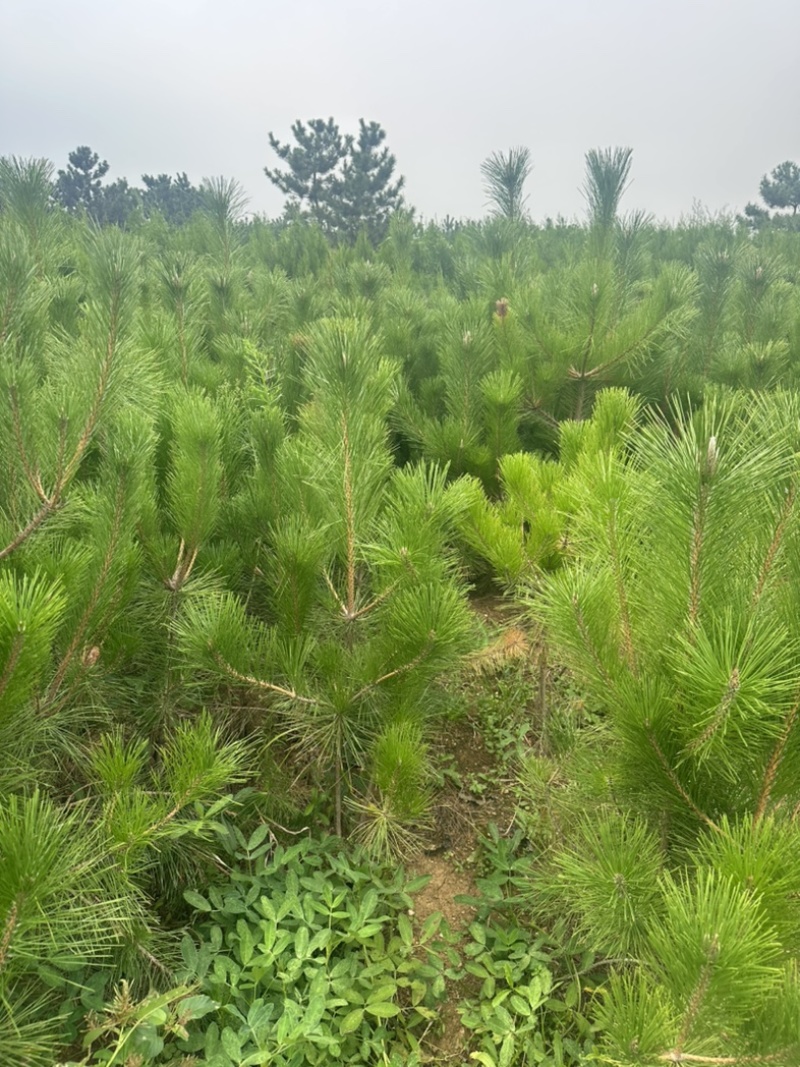 精品油松油松杯苗油松苗木种植基地批发油松