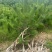 精品油松油松杯苗油松苗木种植基地批发油松