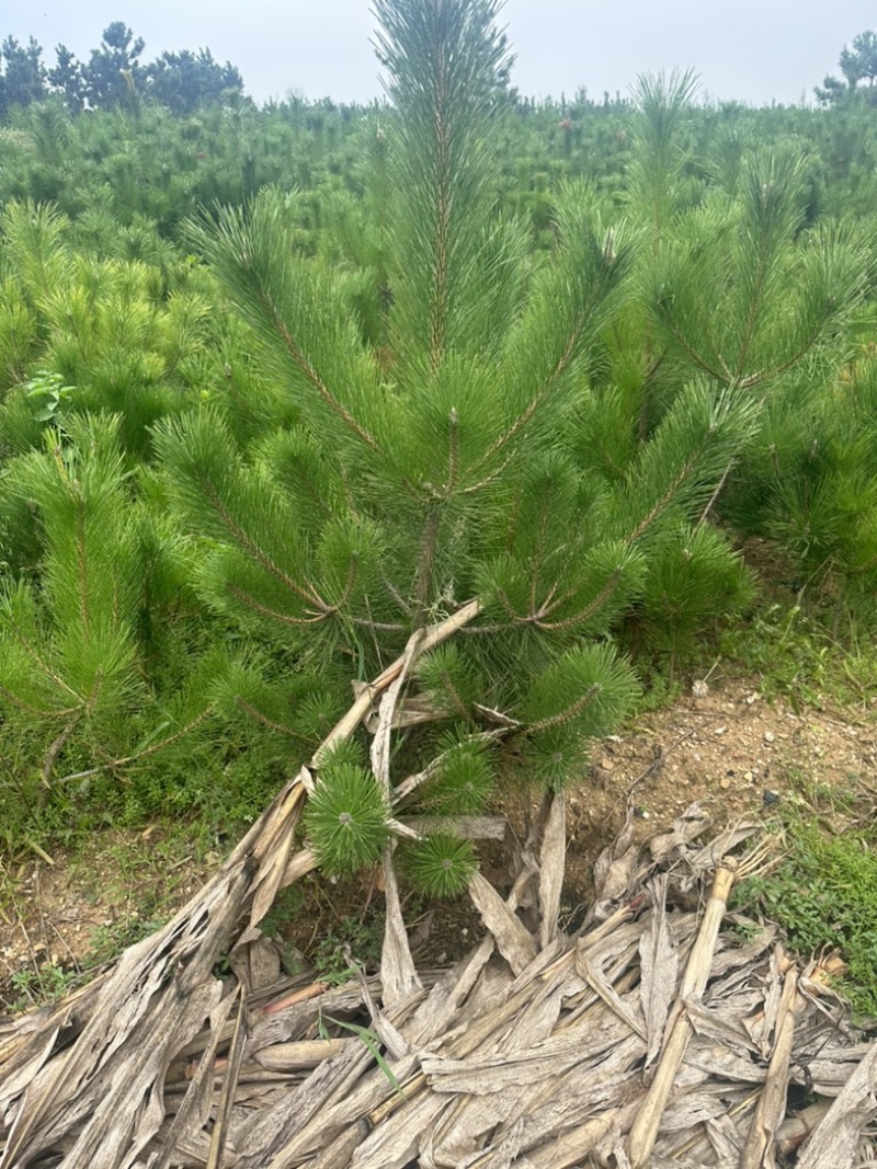 精品油松油松杯苗油松苗木种植基地批发油松