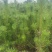 精品油松油松杯苗油松苗木种植基地批发油松