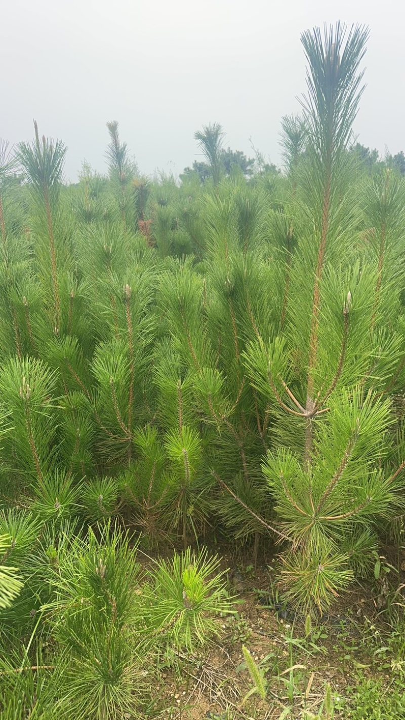 精品油松油松杯苗油松苗木种植基地批发油松