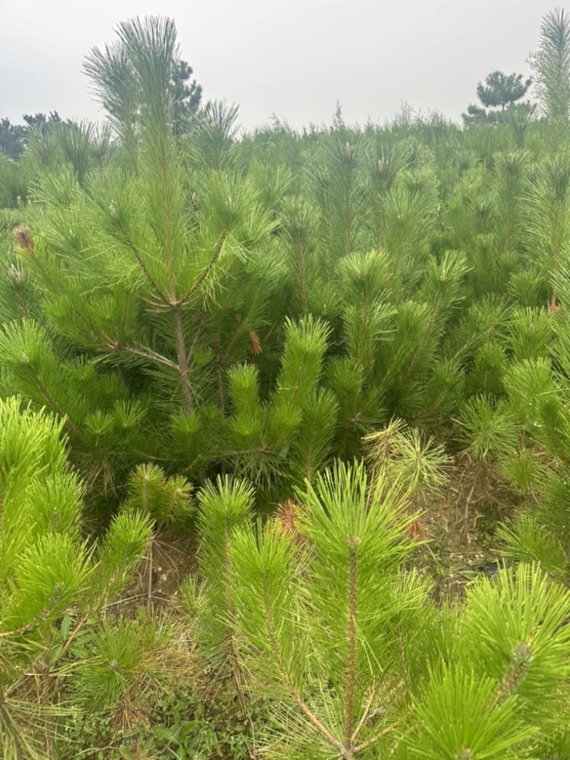 精品油松油松杯苗油松苗木种植基地批发油松