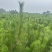 精品油松油松杯苗油松苗木种植基地批发油松