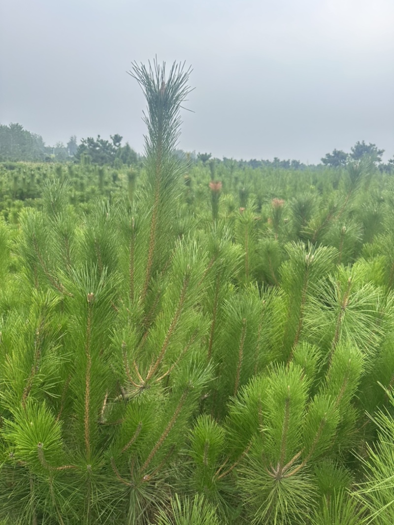 精品油松油松杯苗油松苗木种植基地批发油松