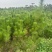 精品油松油松杯苗油松苗木种植基地批发油松