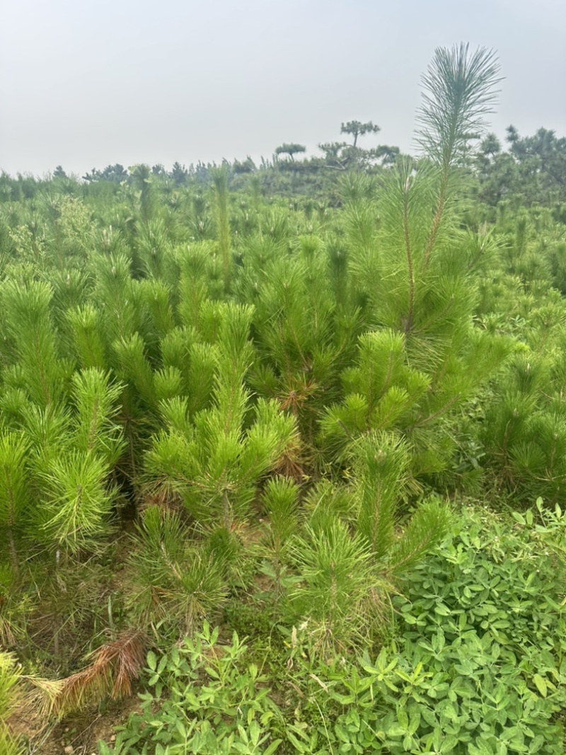 精品油松油松杯苗油松苗木种植基地批发油松
