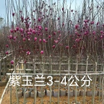 紫玉兰3-4公分现货大量出售