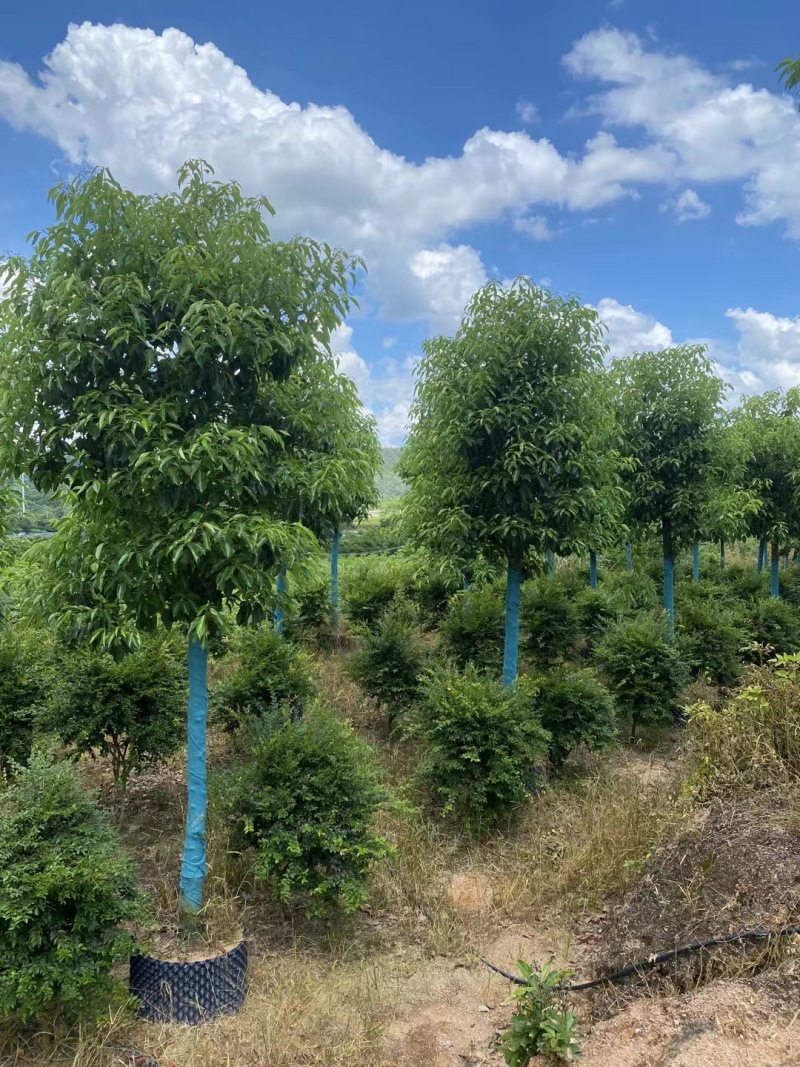 樟树。香樟